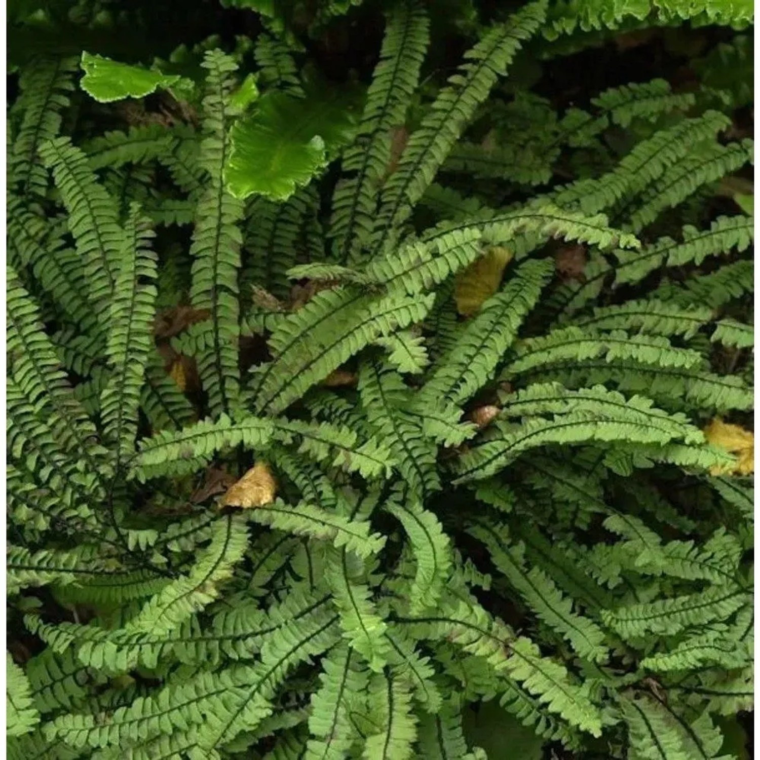 Pfauenradfarn Imbricatum - Adiantum pedatum