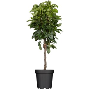 Birne 'Gute Luise' im Topf: Gelb-grüne Früchte, ca. 120-140 cm hoch. Ideal für den Garten.