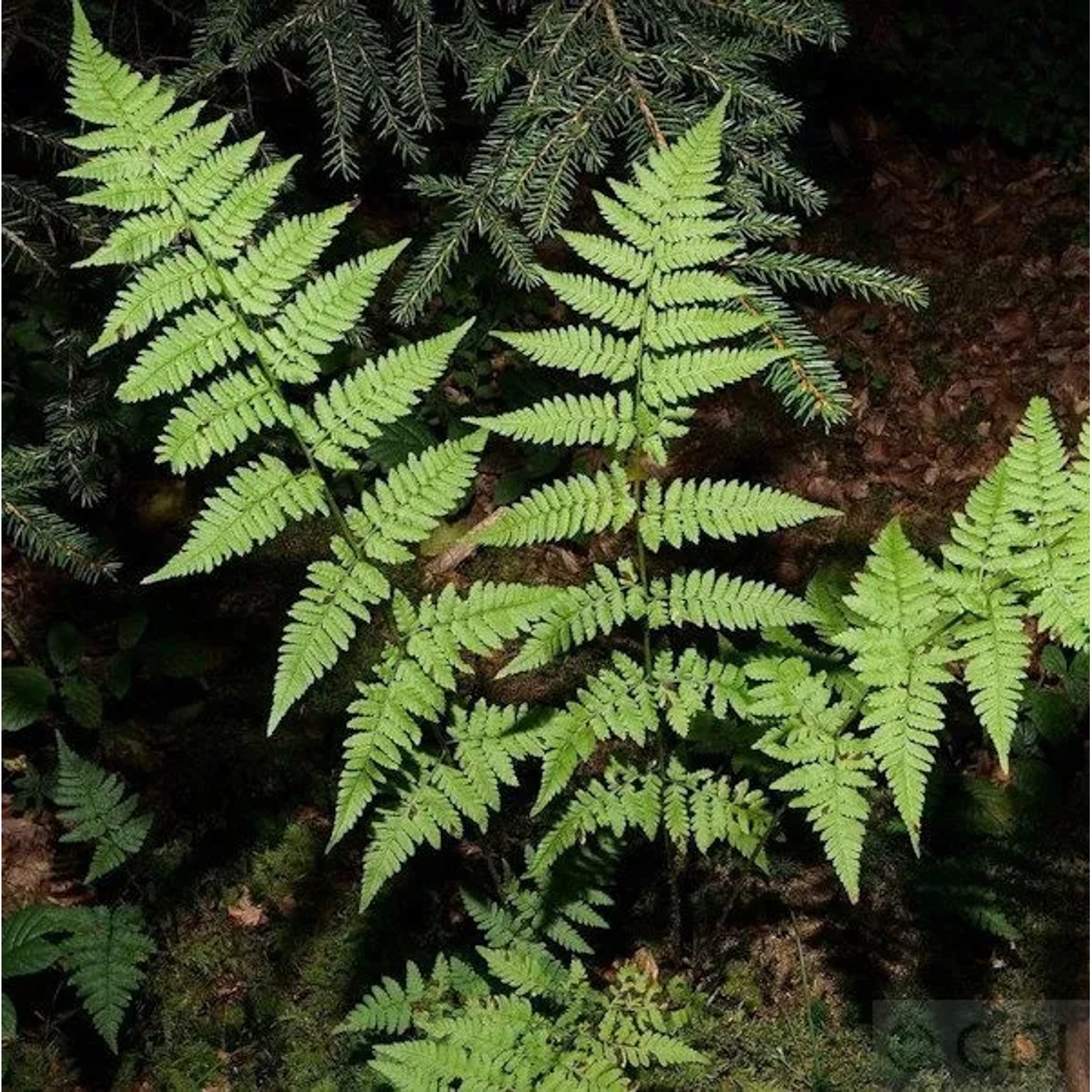 Gewöhnlicher Dornfarn - Dryopteris carthusiana