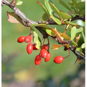 Grüne Heckenberberitze (Berberis thunbergii) mit roten Beeren und grünen Blättern.