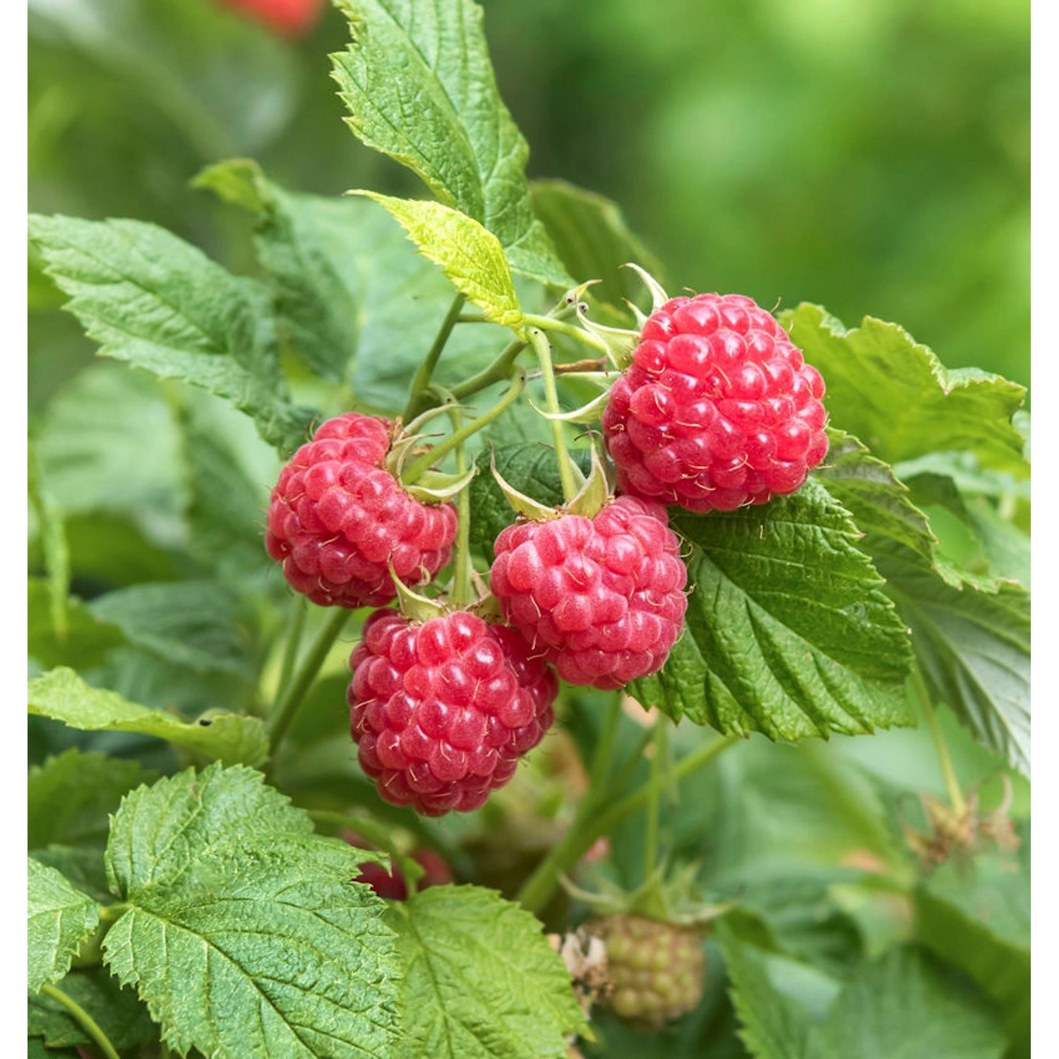 Himbeere Autumn Belle - Rubus idaeus günstig online kaufen