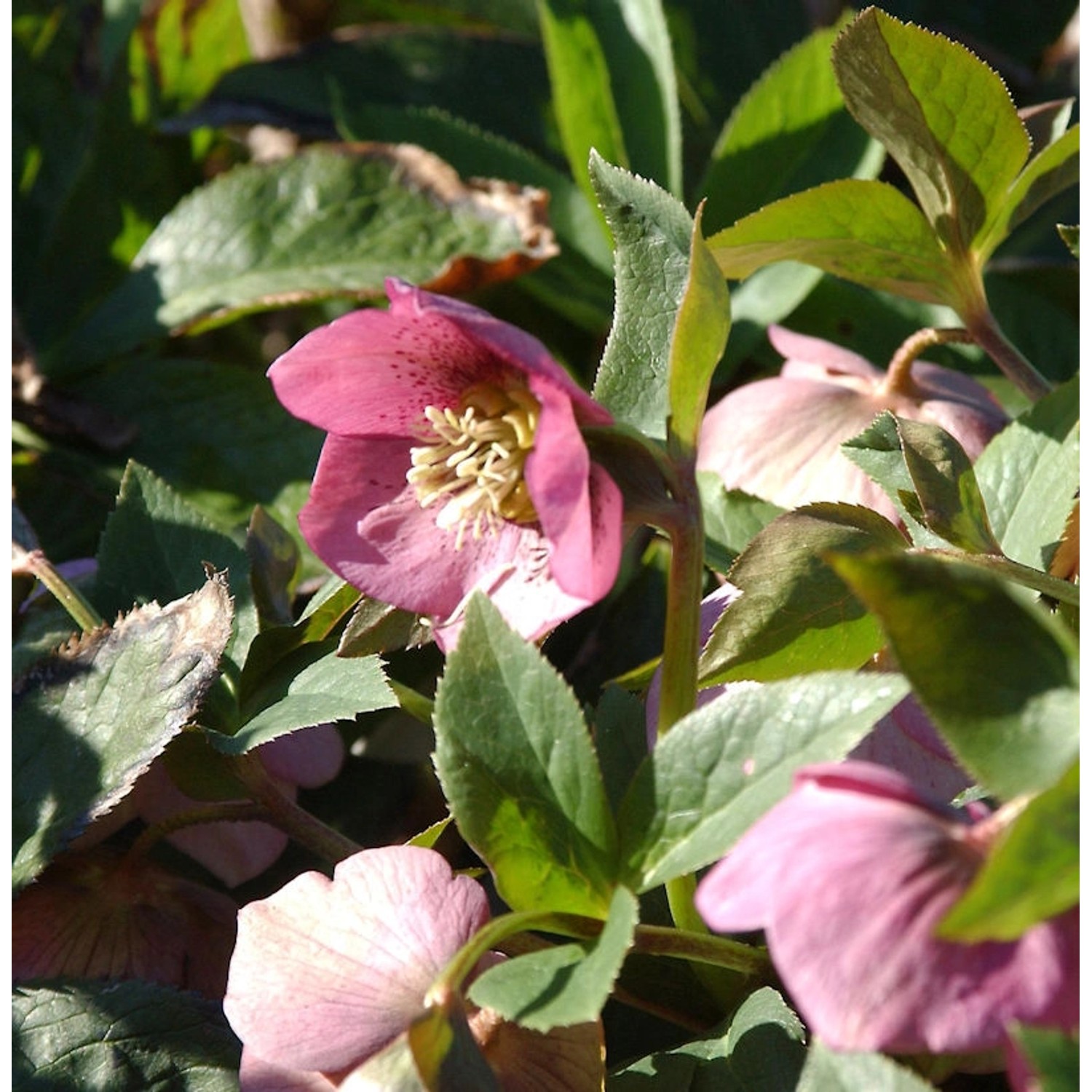 Christrose Lenzrose Montsegur - Helleborus orientalis günstig online kaufen