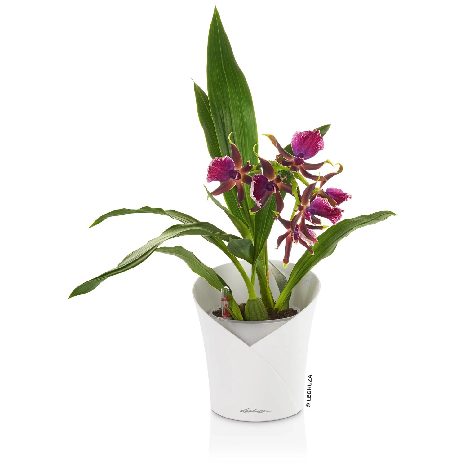 Lechuza Orchidea Color Pflanzgefäß, Ø 18 cm, Weiß matt, mit blühender Orchidee.
