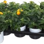 Wandelröschen-Mix im Topf, orange und gelbe Blüten, grüne Blätter. Kübelpflanze für sonnige Standorte.
