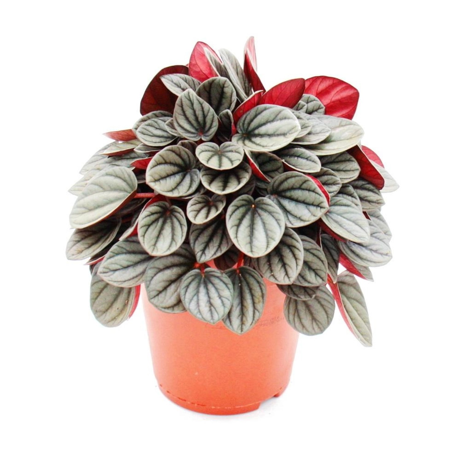 Exotenherz Peperomia Caperata Sunrise Rotgrauer Zwergpfeffer im 15cm Topf