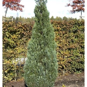 Blaue Kegelzypresse 50-60cm - Chamaecyparis lawsoniana