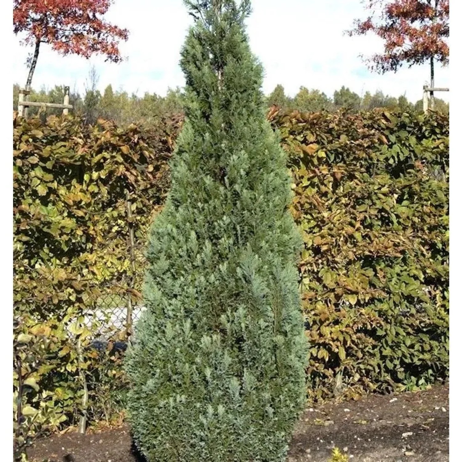 Blaue Kegelzypresse 50-60cm - Chamaecyparis,awsoniana