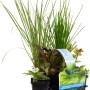 Teichpflanzen-Set Insekten Biotop, 6 Pflanzen im Topf, ideal für Gartenteiche.
