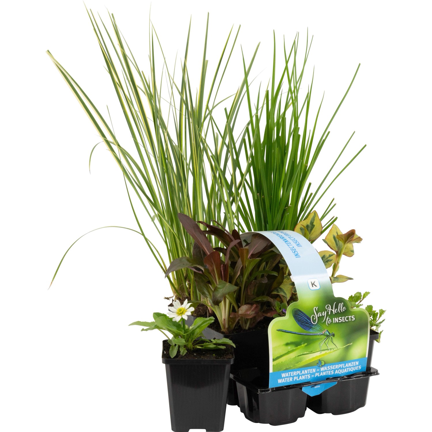 Teichpflanzen-Set Insekten Biotop, 6 Pflanzen im Topf, ideal für Gartenteiche.