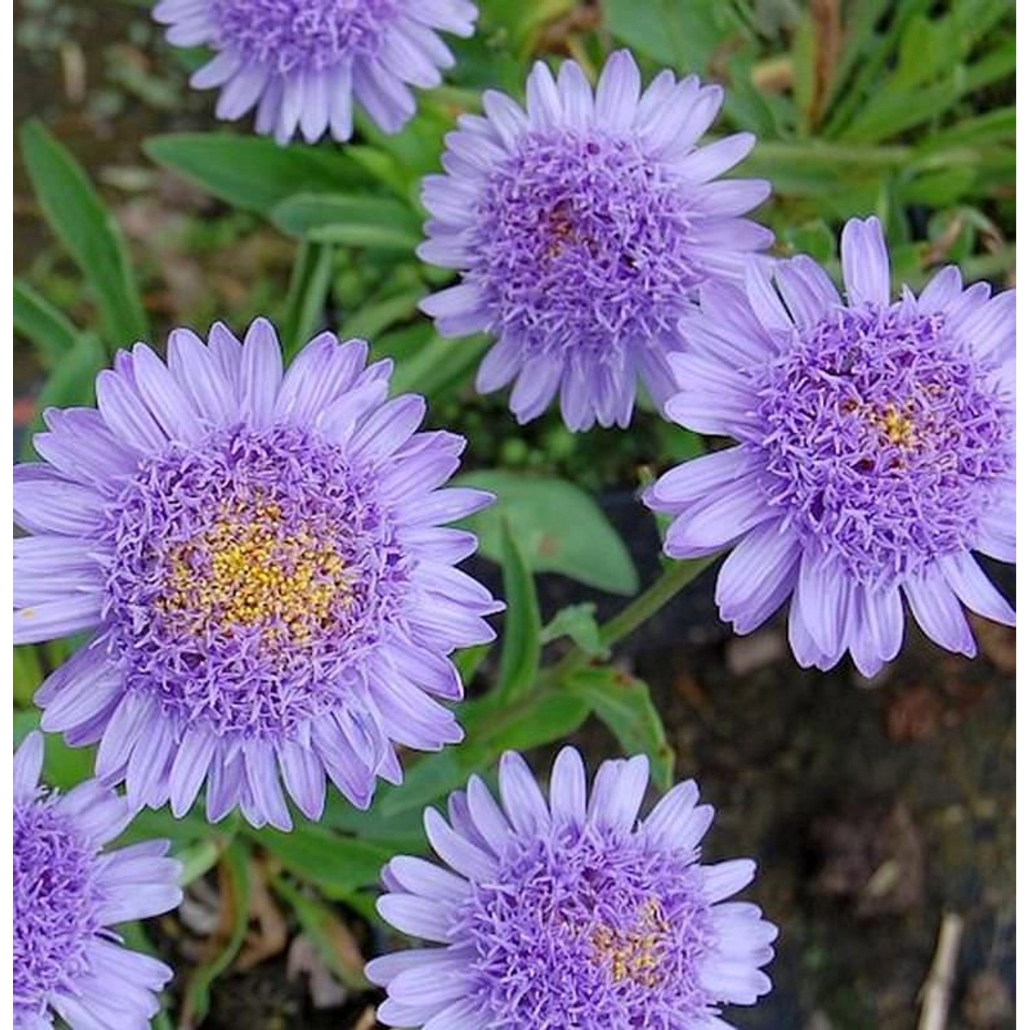 Alpenaster Sabine - Aster alpinus günstig online kaufen