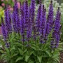 Blühende Salbei-Pflanze mit violetten Blütenständen, Teil des Bienen- & Nützlingsmagnet Sets.