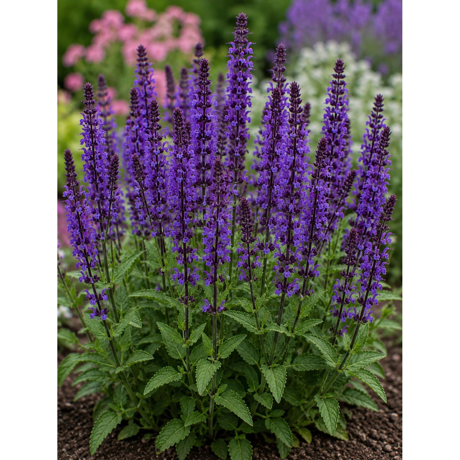 Blühende Salbei-Pflanze mit violetten Blütenständen, Teil des Bienen- & Nützlingsmagnet Sets.