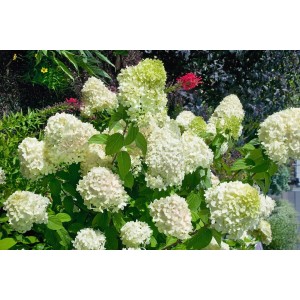 Rispenhortensie 'Magical Mont Blanc' mit weißen Blüten im Garten oder Kübel.