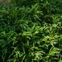 Grüne OBI Sicheltanne Globosa Nana im Topf, Zwergkonifere für den Garten.