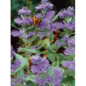 Blühende Bartblume Heavenly Blue mit Schmetterling, blaue Blüten, Höhe 40-50cm.