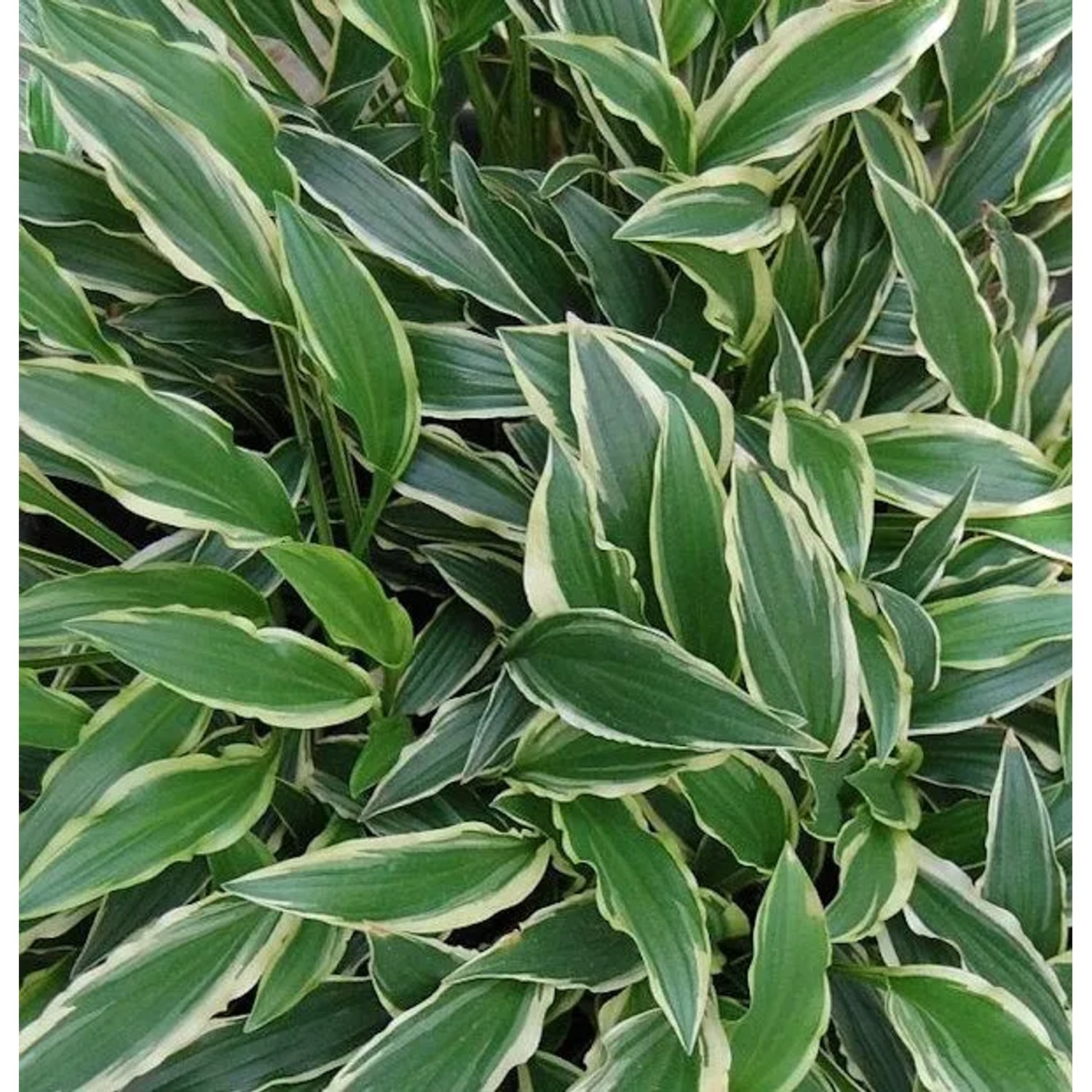 Funkie Stiletto - Hosta cultorum