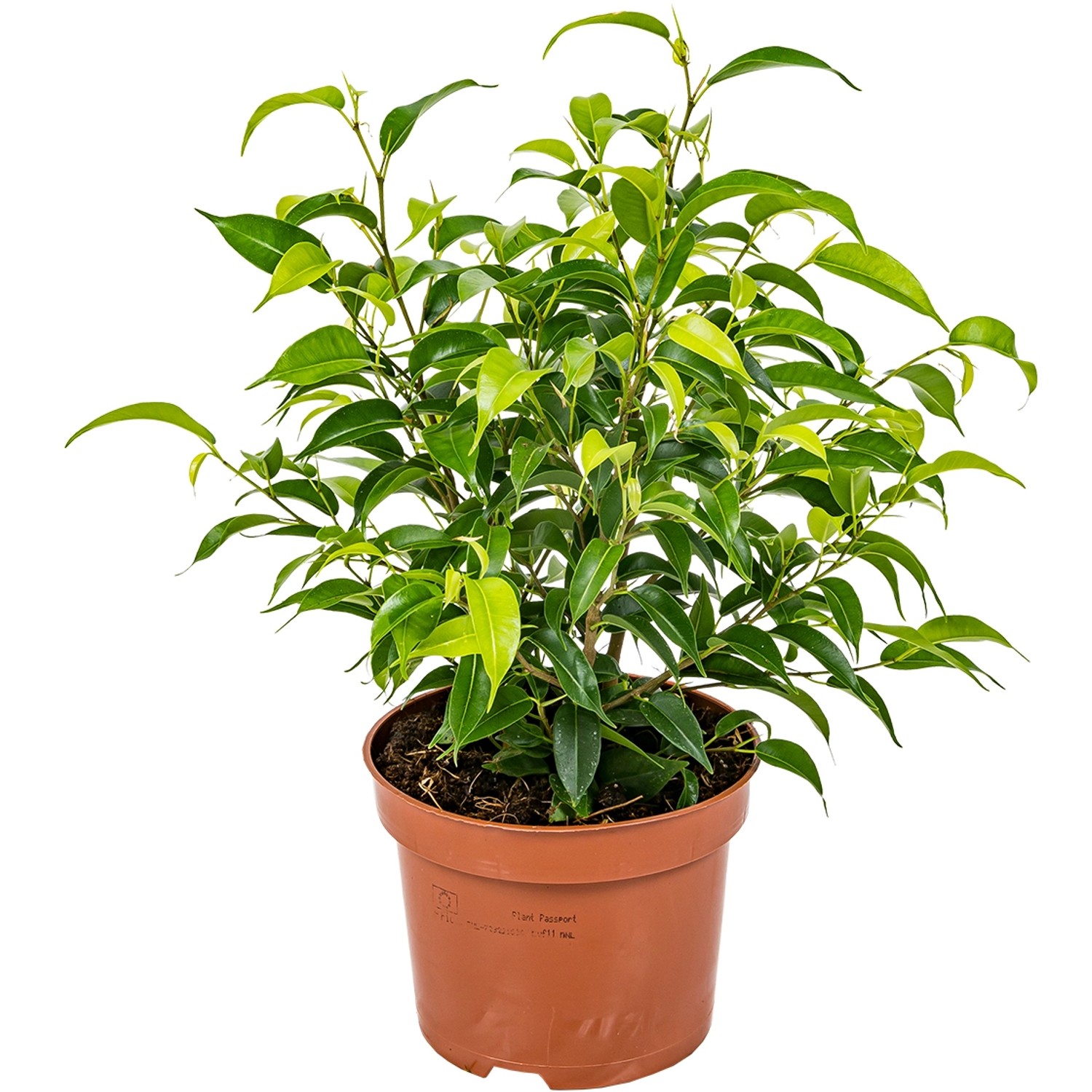 GROW by OBI Birkenfeige Natasja Höhe ca. 30 cm Topf-Ø ca. 12cm Ficus benjam günstig online kaufen