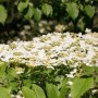 Nahaufnahme des Japanischen Schneeballs 'Kilimandjaro' mit weißen Blüten und grünen Blättern.