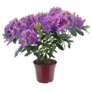 Alpenrose Eyecatcher Sunkiss Violett im Topf, Rhododendron mit violetten Blüten und gelben Akzenten.