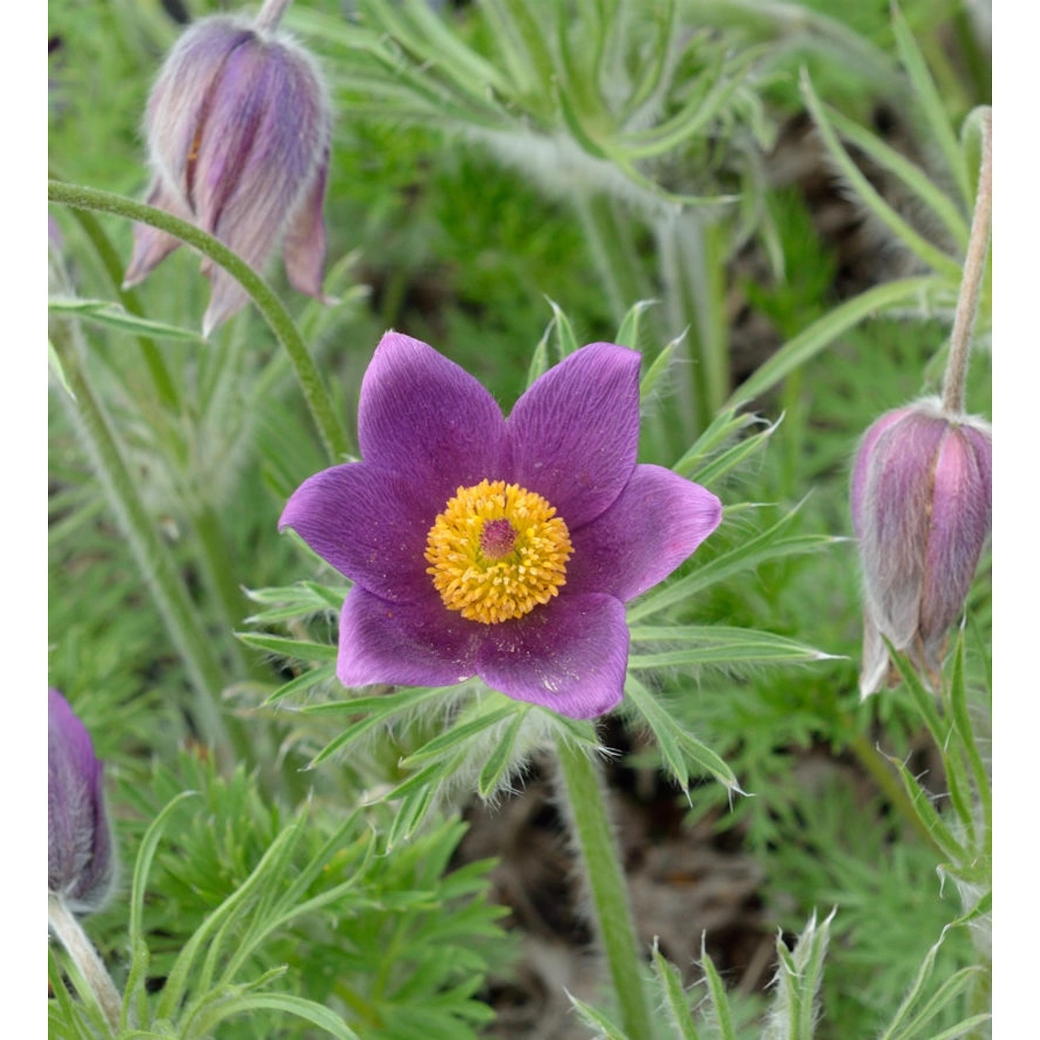 Küchenschelle Violet Shades - Pulsatilla vulgaris günstig online kaufen