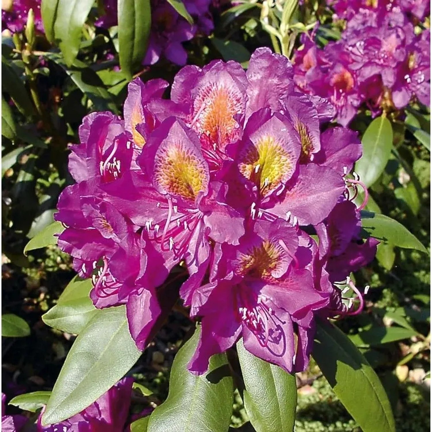 INKARHO - Großblumige Rhododendron Marcel Menard 40-50cm - Alpenrose