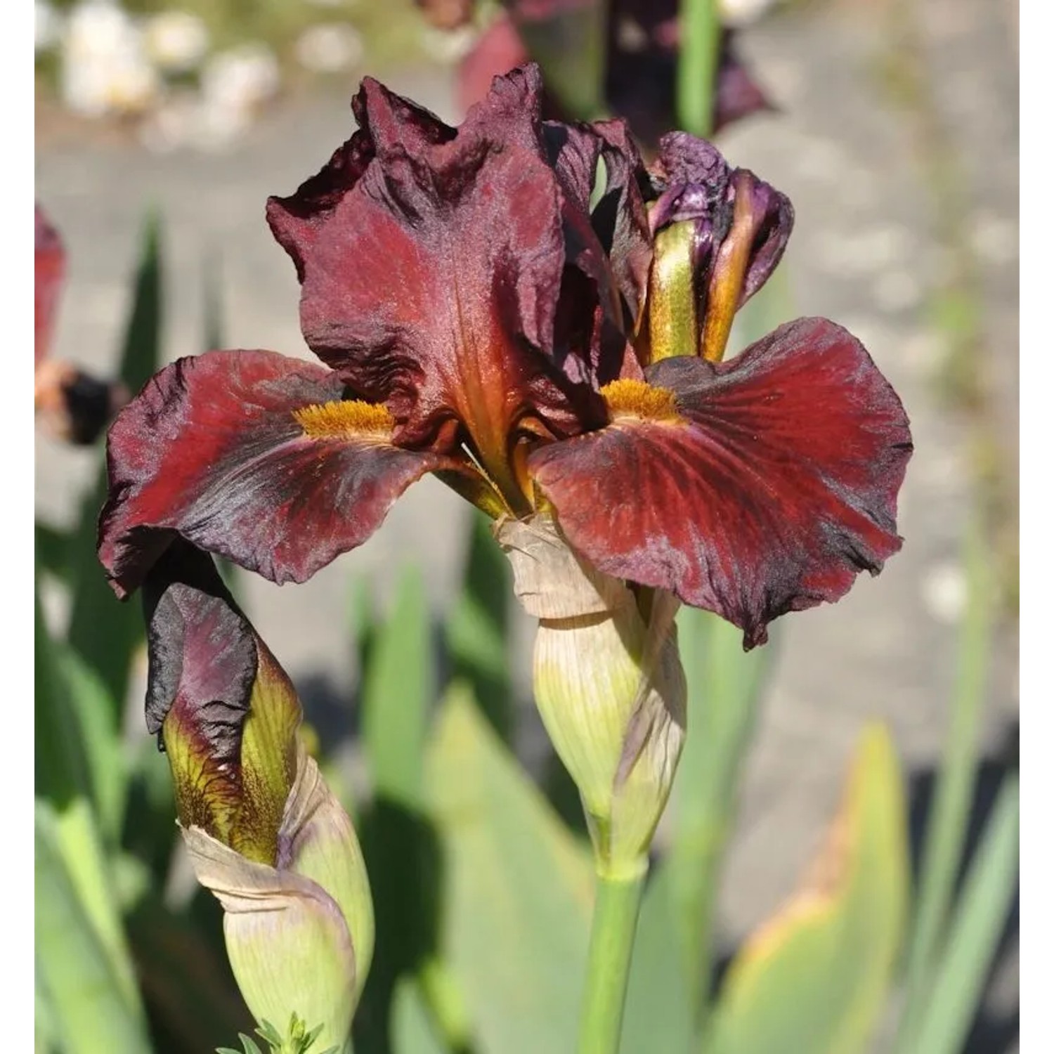 Mittelhohe Schwertlilie Red Zinger - Iris barbata
