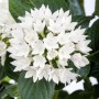 GROW by OBI Fünfzahlstrauch 'BeeBright White' mit weißen Blüten und grünen Blättern.
