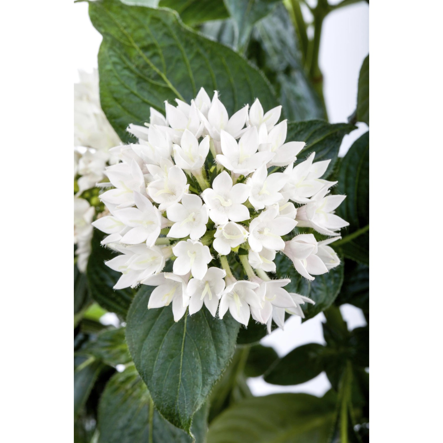 GROW by OBI Fünfzahlstrauch 'BeeBright White' mit weißen Blüten und grünen Blättern.