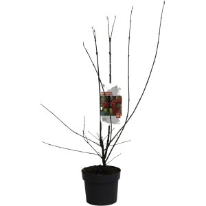 Gewöhnlicher Spindelstrauch (Euonymus europaeus) im Topf, ca. 40-60 cm hoch.