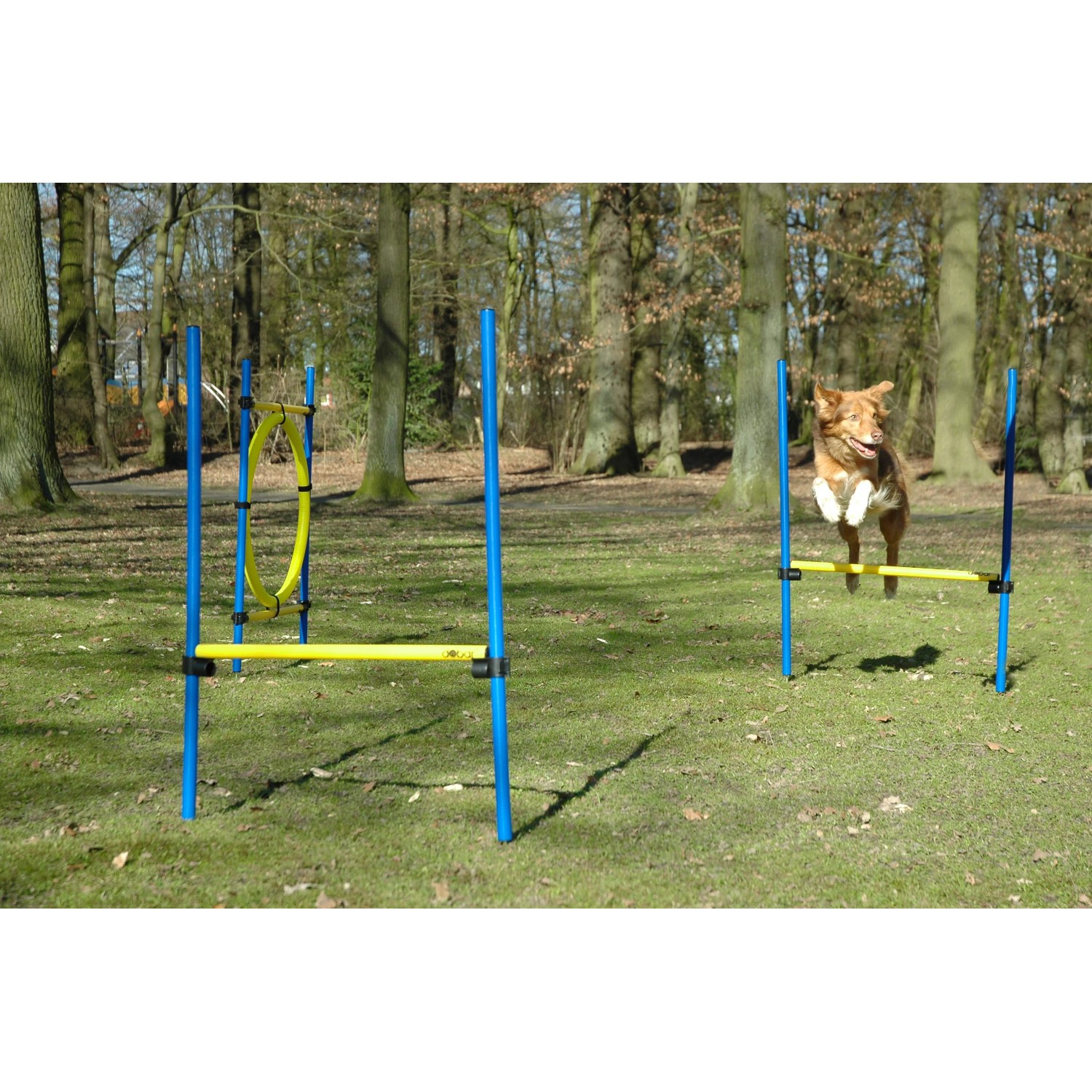 Hund springt über Hürde des Dobar Agility Sprung-Sets mit Sprungreif. Apportierspielzeug für Hunde.
