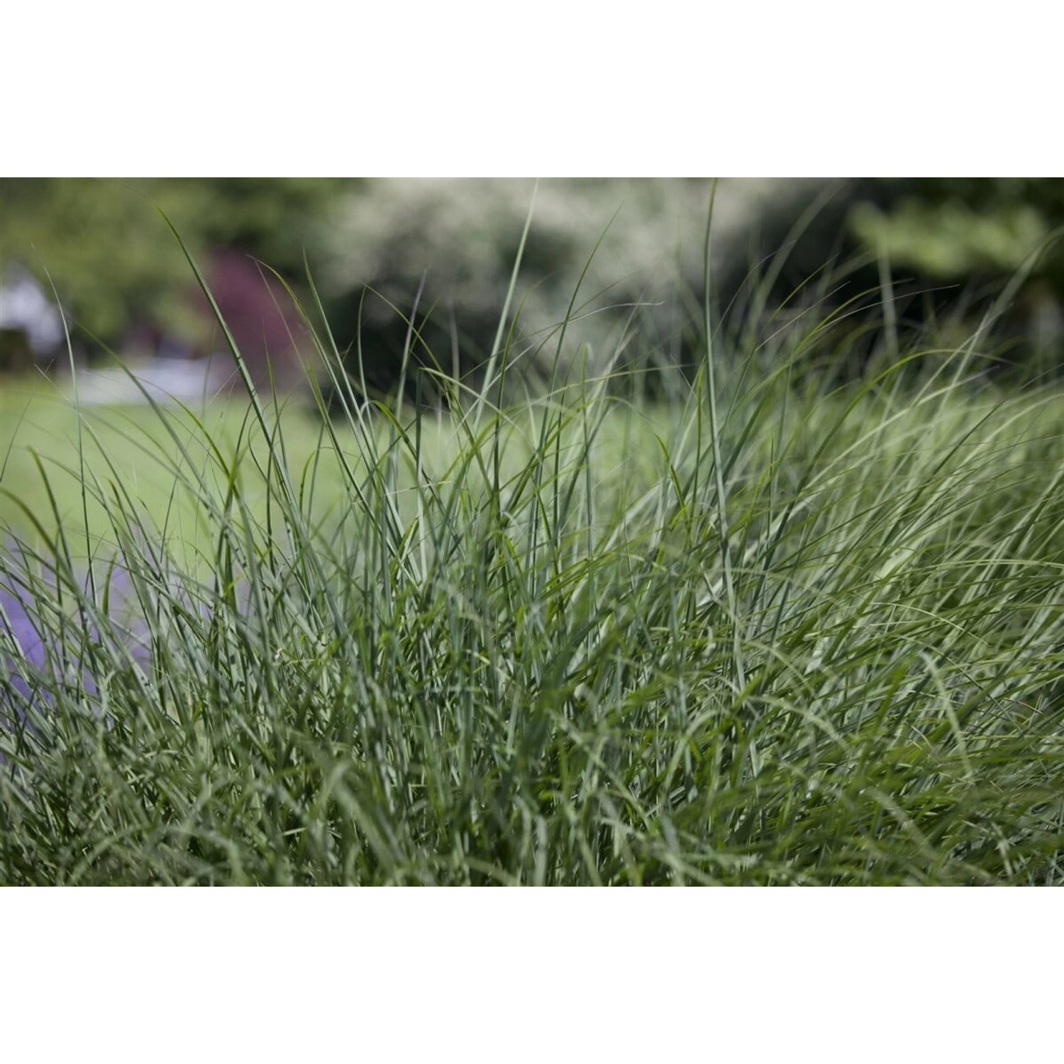Deschampsia Cespitosa Rasen-Schmiele 40–60 cm Ziergrasartig günstig online kaufen