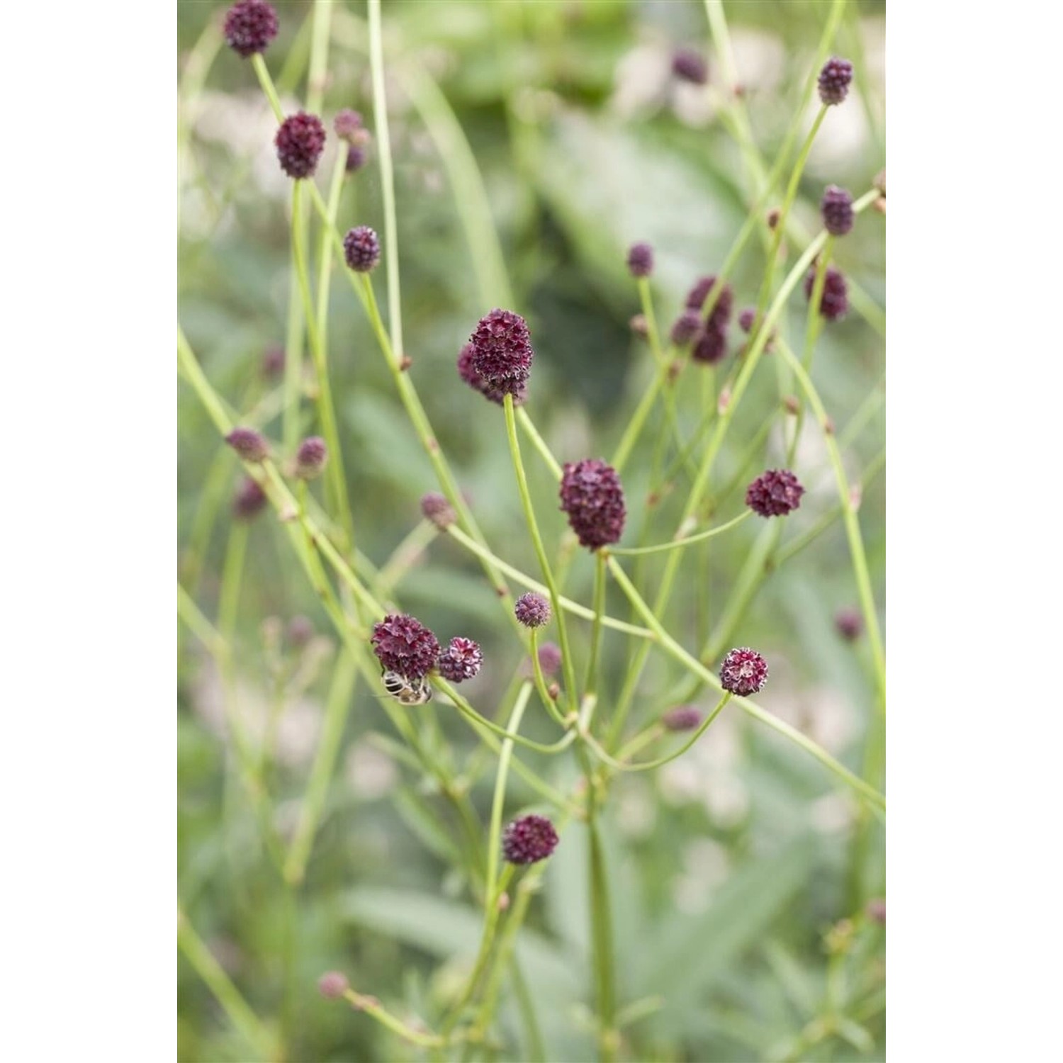 Sanguisorba Officinalis Großer Wiesenknopf Ca. 9x9 cm Topf günstig online kaufen