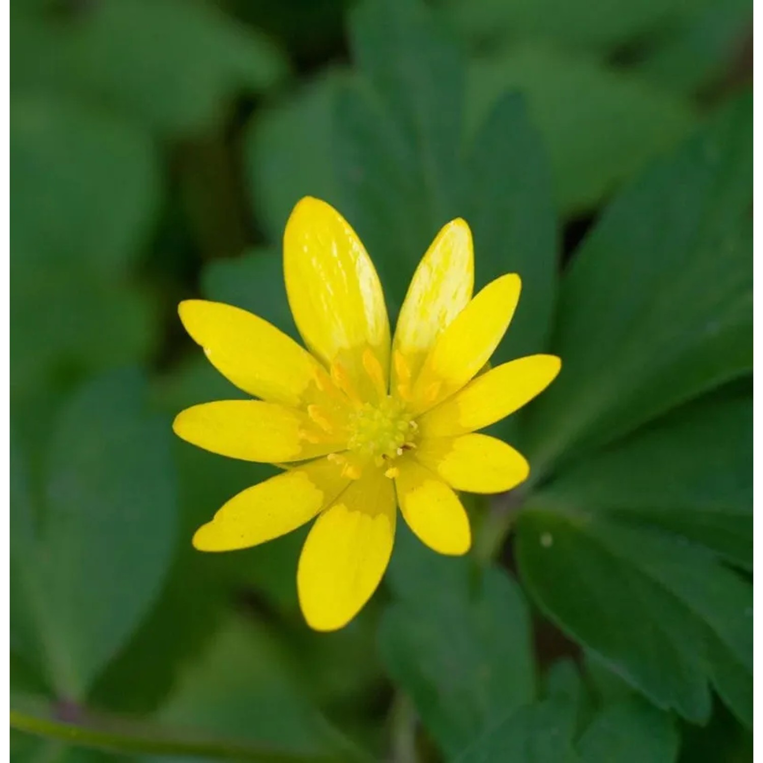 Scharbockskraut Kupferteppich - Ficaria verna