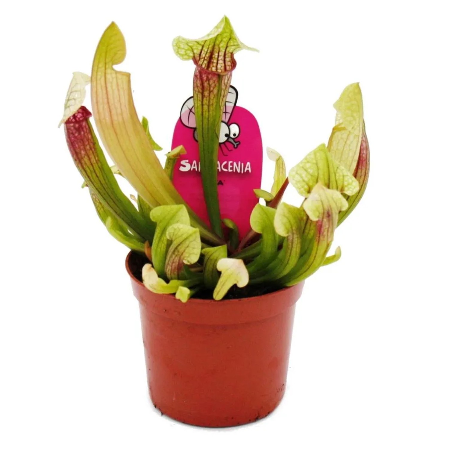 10x Sarracenia Mix Samen - Fleischfressende Pflanzen Für Garten & Haus