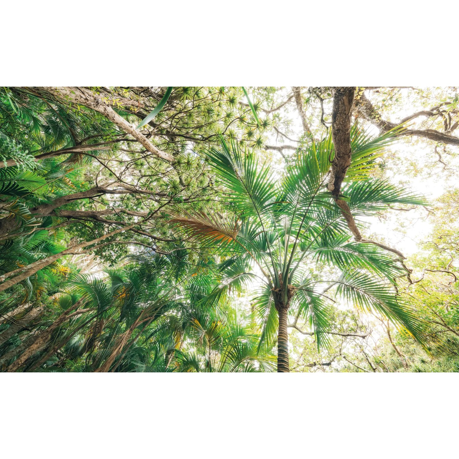 Vlies Fototapete Touch the Jungle