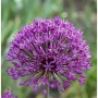Blühender Riesenlauch (Allium giganteum), eine violette Zierstaude im Garten.