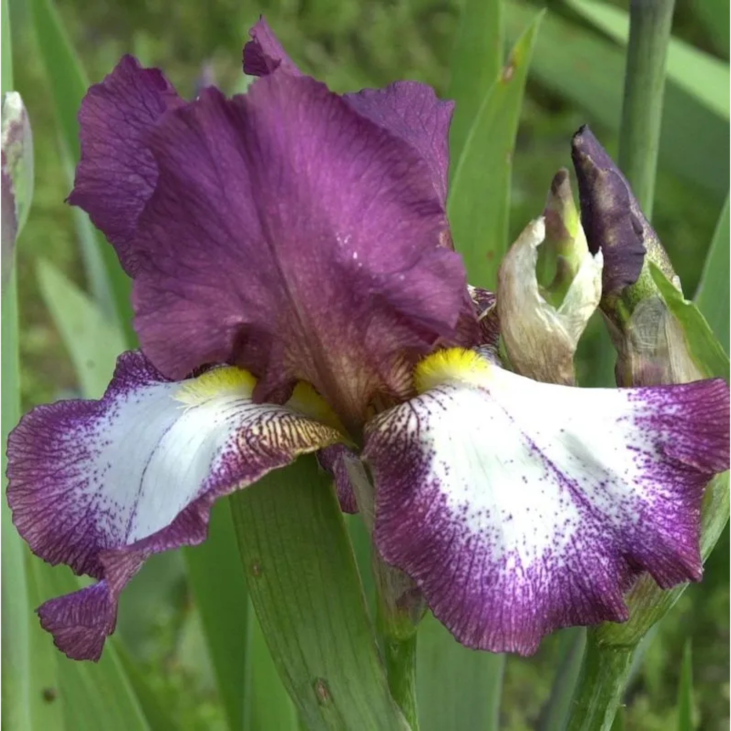Schwertlilie Going my Way - Iris barbata