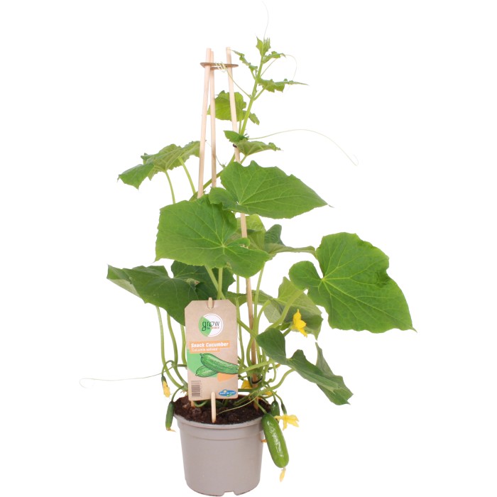 Gurkenpflanzen kaufen bei OBI