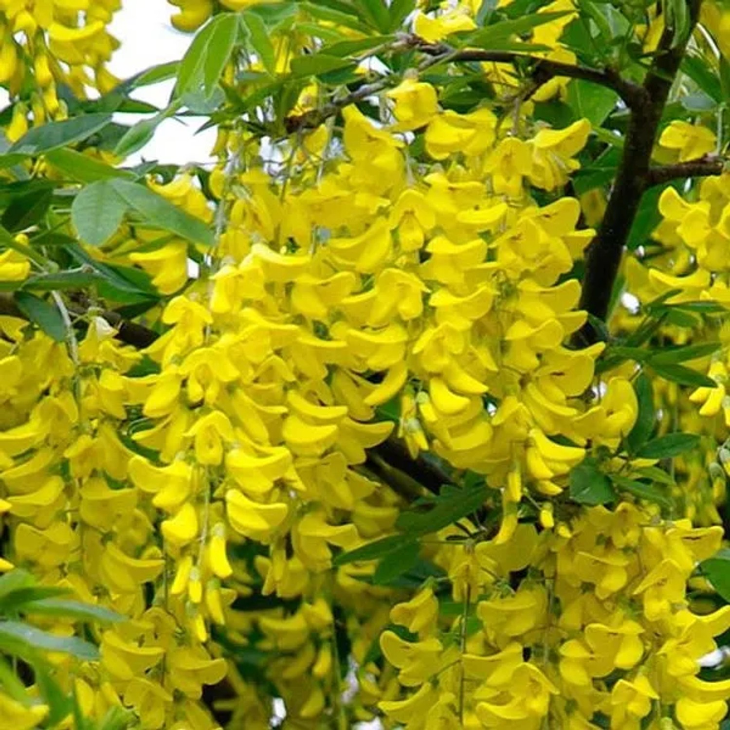 Goldregen Laburnum anagyroides 50 bis 60 cm im Container Gelbe Blütentrauben