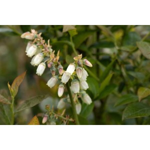 Nahaufnahme der weißen Blüten der Vaccinium Corymbosum Brigitta Heidelbeere.