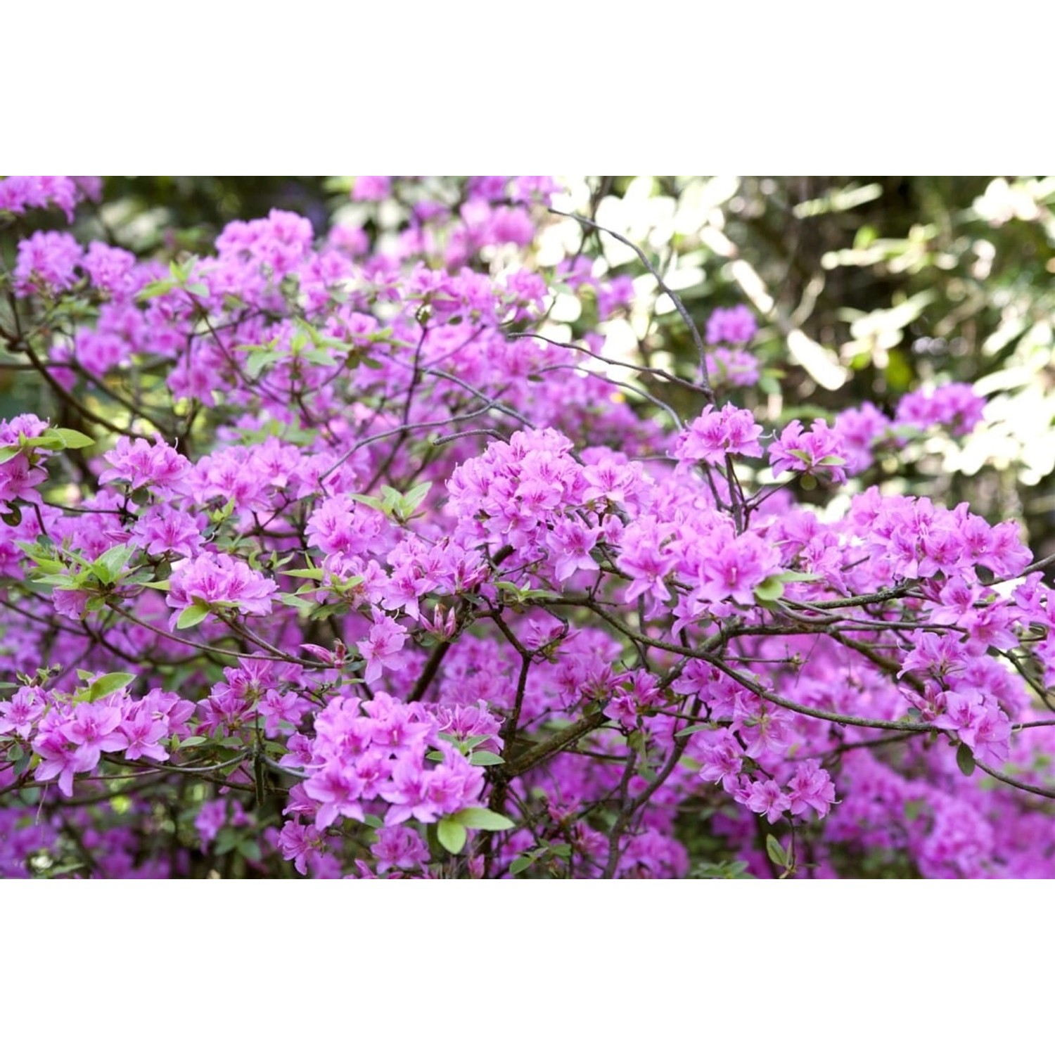 Rhododendron Praecox Frühblühend Lila 20–25 cm günstig online kaufen