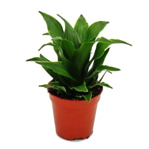Kompakter Drachenbaum (Dracaena Compacta) Minipflanze im 5,5cm Topf.