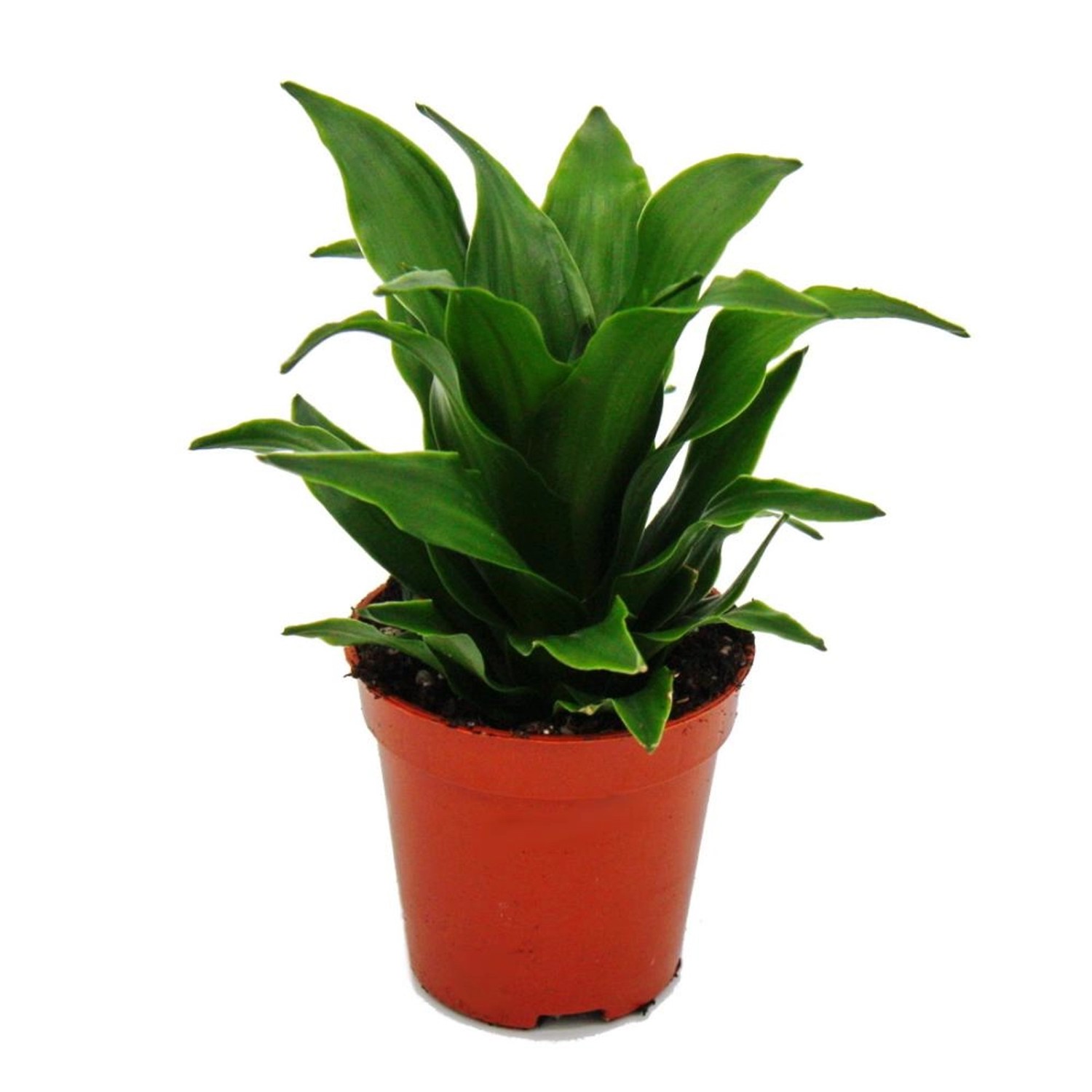 Exotenherz Minipflanze Dracaena Compacta Drachenbaum Ideal für Kleine Schalen und Gläser Babyplant im 5,5cm Topf