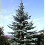Blaufichte 'Koster', 70-80 cm, Picea pungens, Strauch mit bläulich-grünen Nadeln.