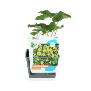 Gelbe Sumpfdotterblume (Caltha palustris) im 18 cm Topf für Gartenteich und Feuchtgebiete.