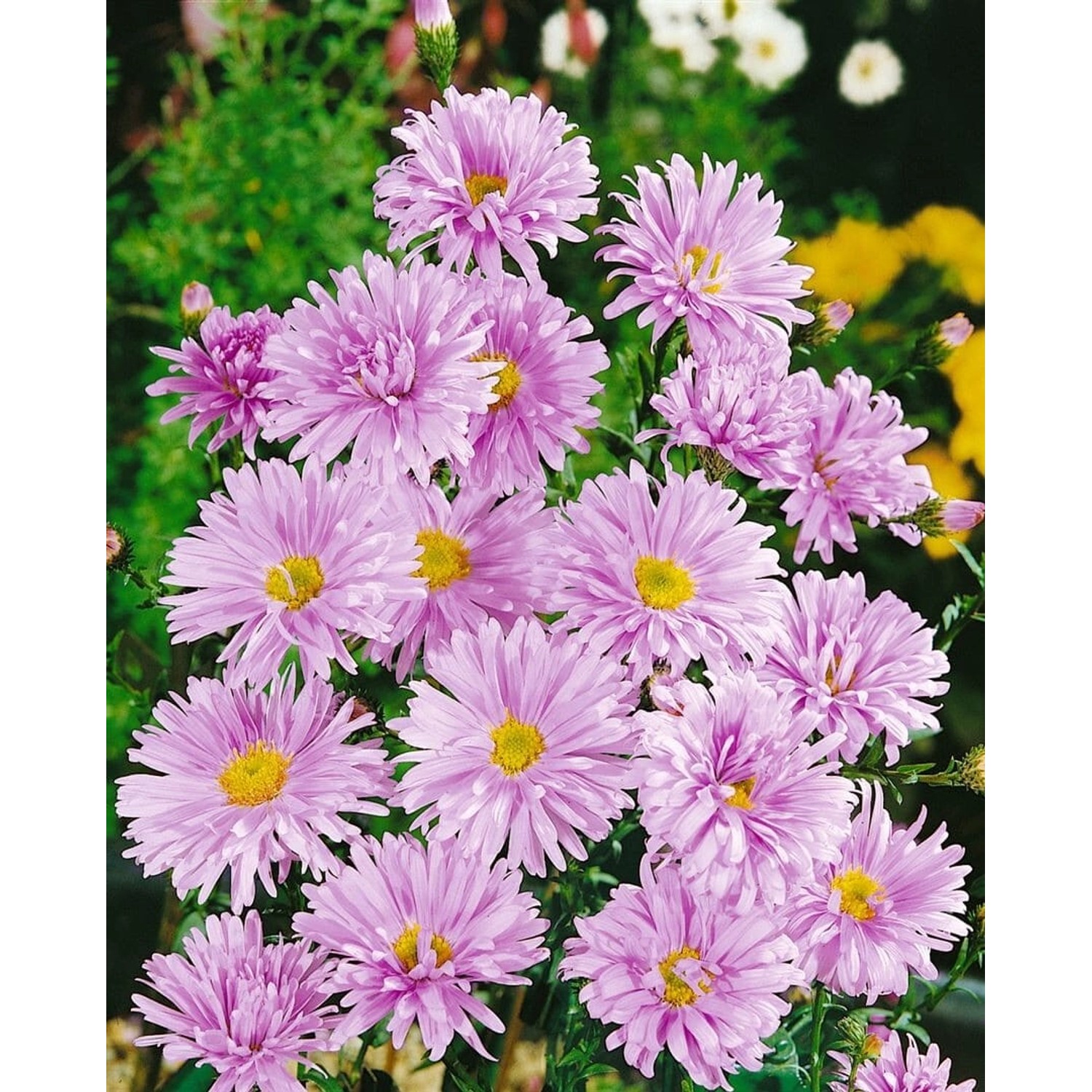 Aster Novi-belgii Glattblattaster Ca. 11x11 cm Topf günstig online kaufen