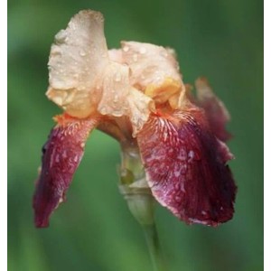 Schwertlilie Indian Chief - Iris barbata