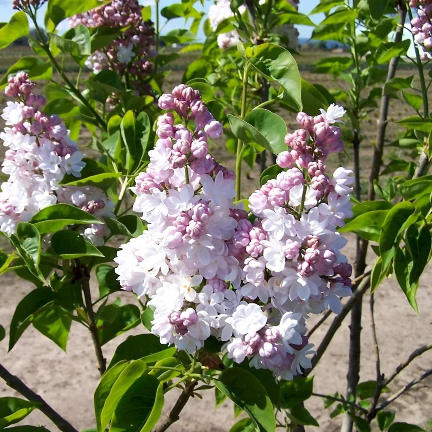 Edelflieder 'Belle de Nancy' Syringa vulgaris 40 bis 60 cm im Container Duftende Blüten