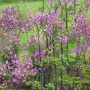 Chinesische Wiesenraute (Thalictrum Delavayi) mit lilafarbenen Blüten im 9x9 cm Topf.