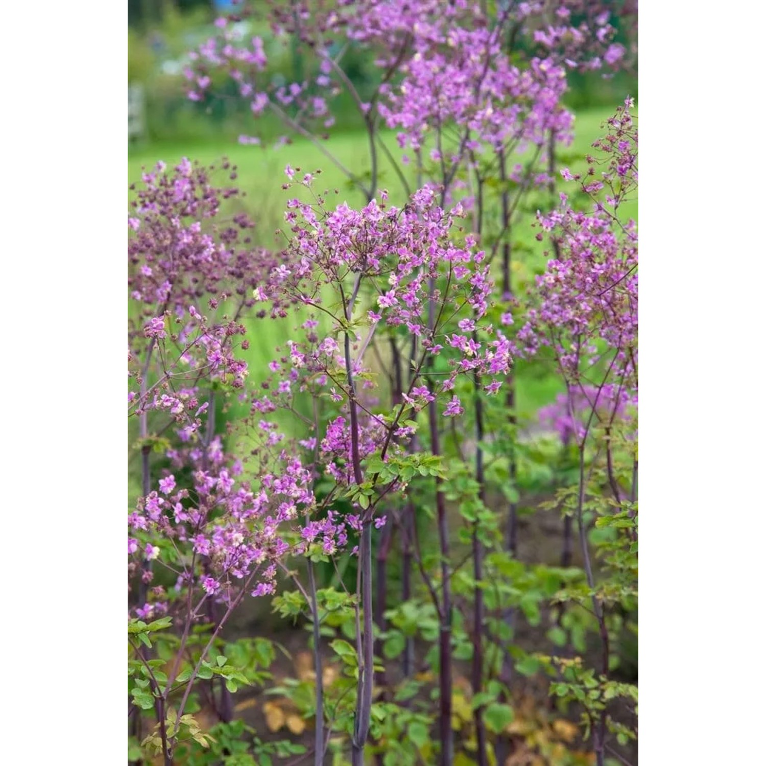 Chinesische Wiesenraute (Thalictrum Delavayi) mit lilafarbenen Blüten im 9x9 cm Topf.